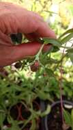 Image of black & red squash bug