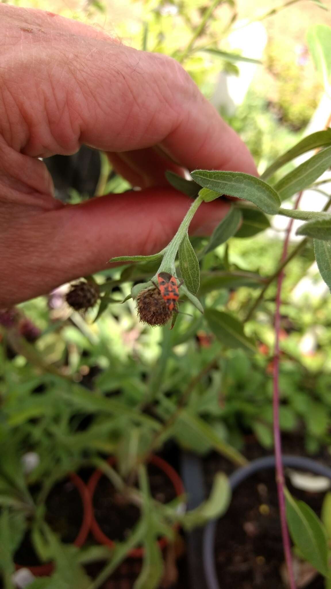 Image of black & red squash bug