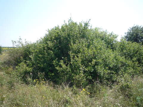 Image of Prunus spinosa subsp. dasyphylla (Schur) Domin