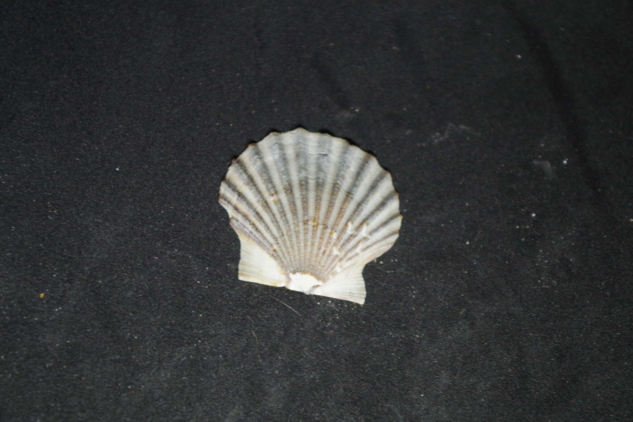 صورة Leptopecten Verrill 1897