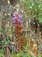 Image de Phelipanche arenaria (Borkh.) Pomel