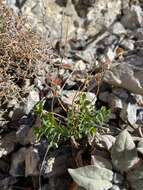 Euphorbia schizoloba Engelm. resmi