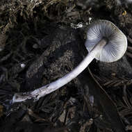 Lepiota castaneidisca Murrill 1912 resmi