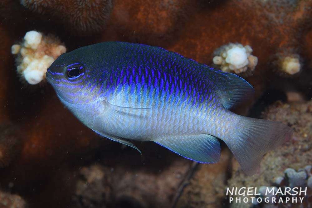 Image of Australian damsel