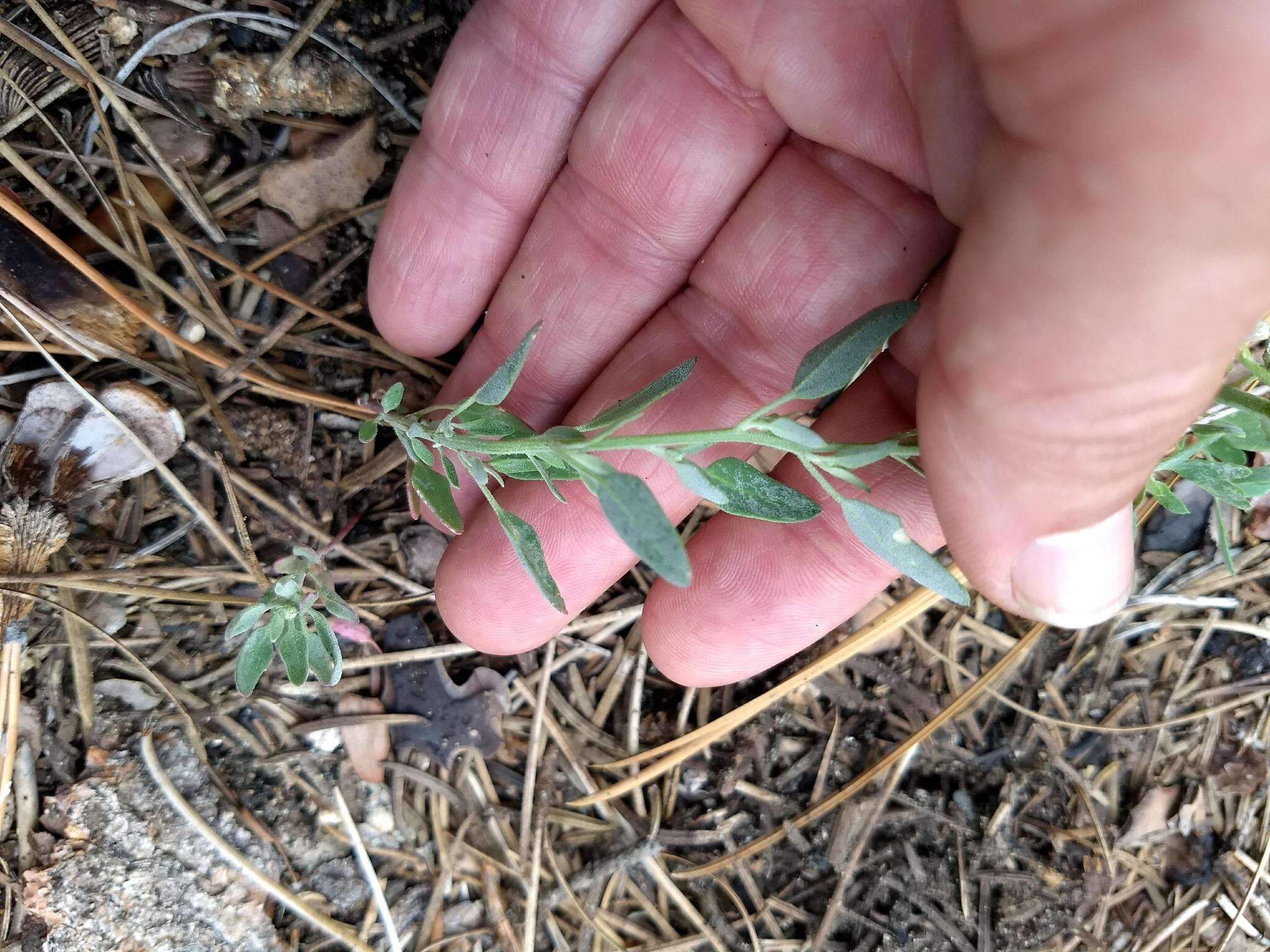 Sivun Chenopodium atrovirens Rydb. kuva