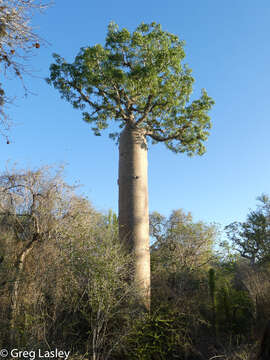 Image of Fony baobab