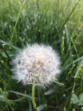 Image of Rock dandelion