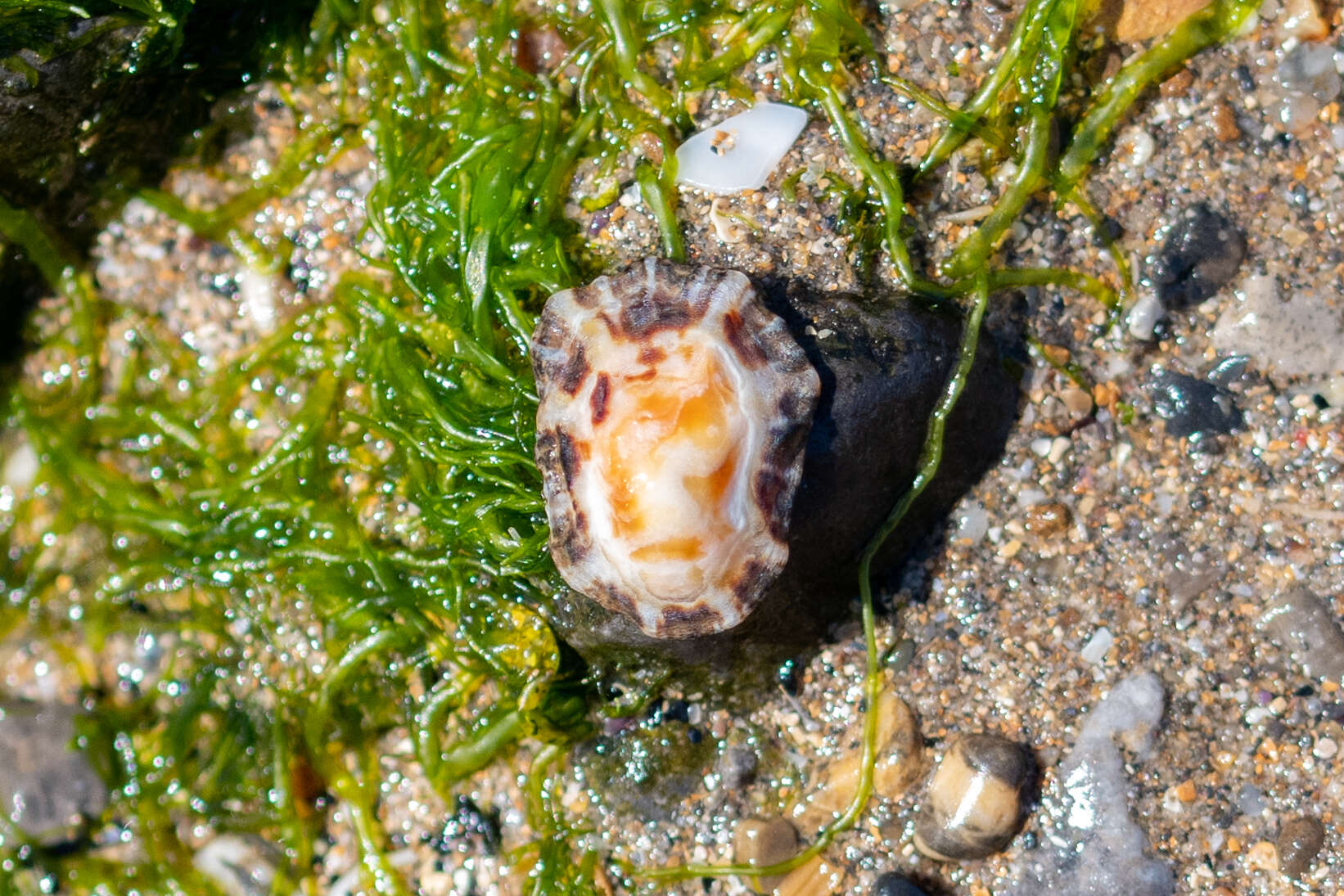 Image of Channel Island limpet