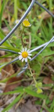 Image of shortray rockdaisy