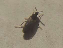 Image of Fly