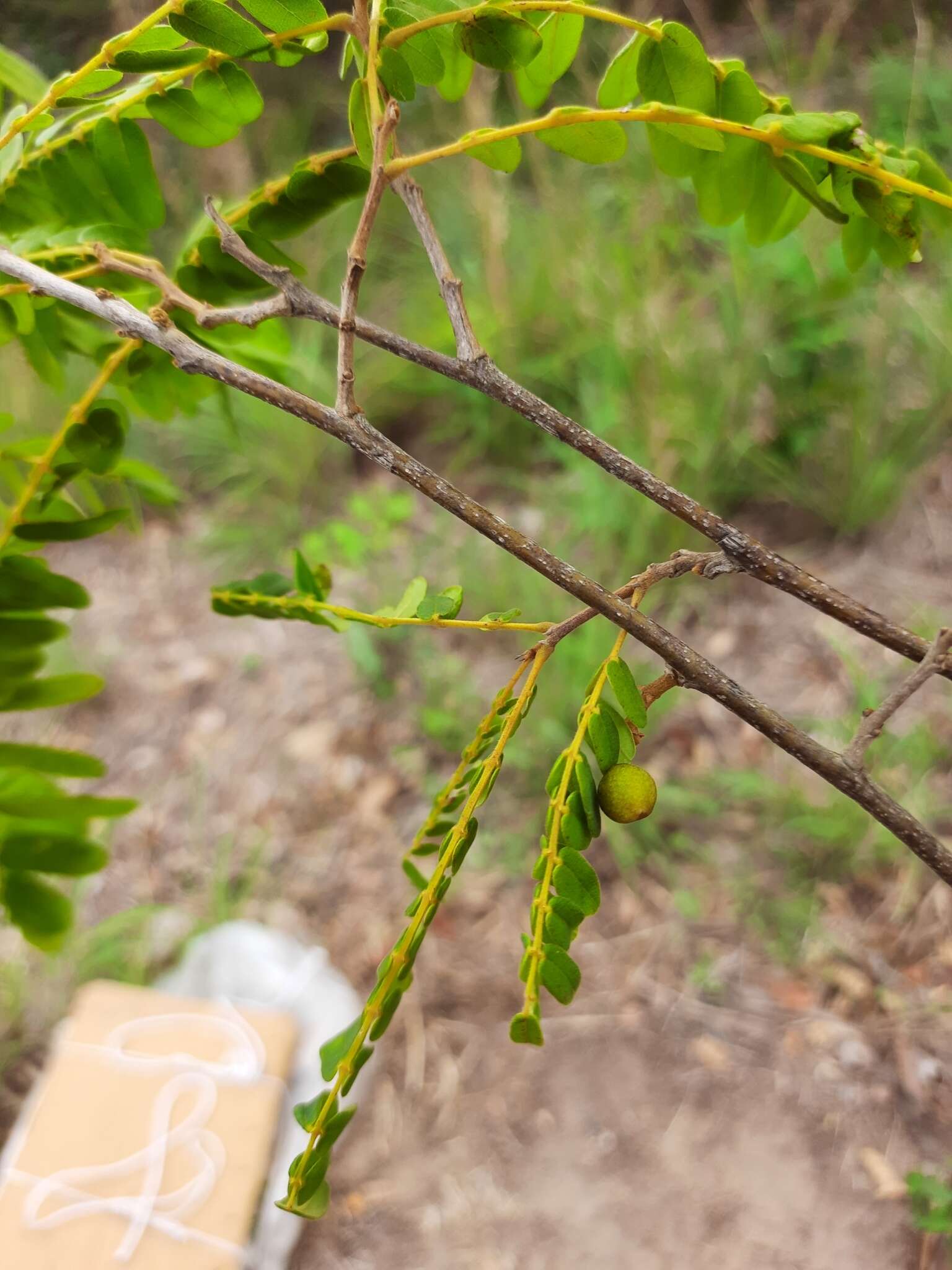 Imagem de Swartzia flaemingii var. psilonema (Harms) Cowan