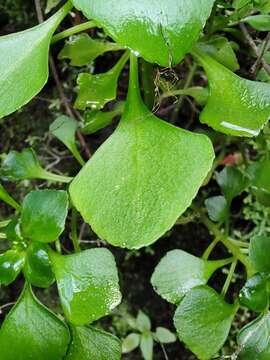 Image of Aichryson pachycaulon C. Bolle