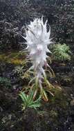 Image of Saussurea laniceps Hand.-Mazz.