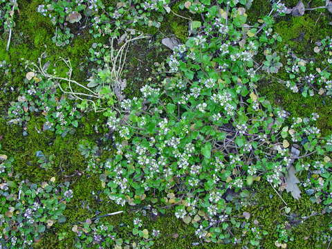 Image of early scurvygrass