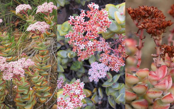 Image of Crassula rupestris subsp. rupestris