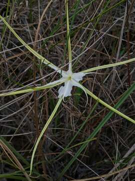 Image of alligatorlily