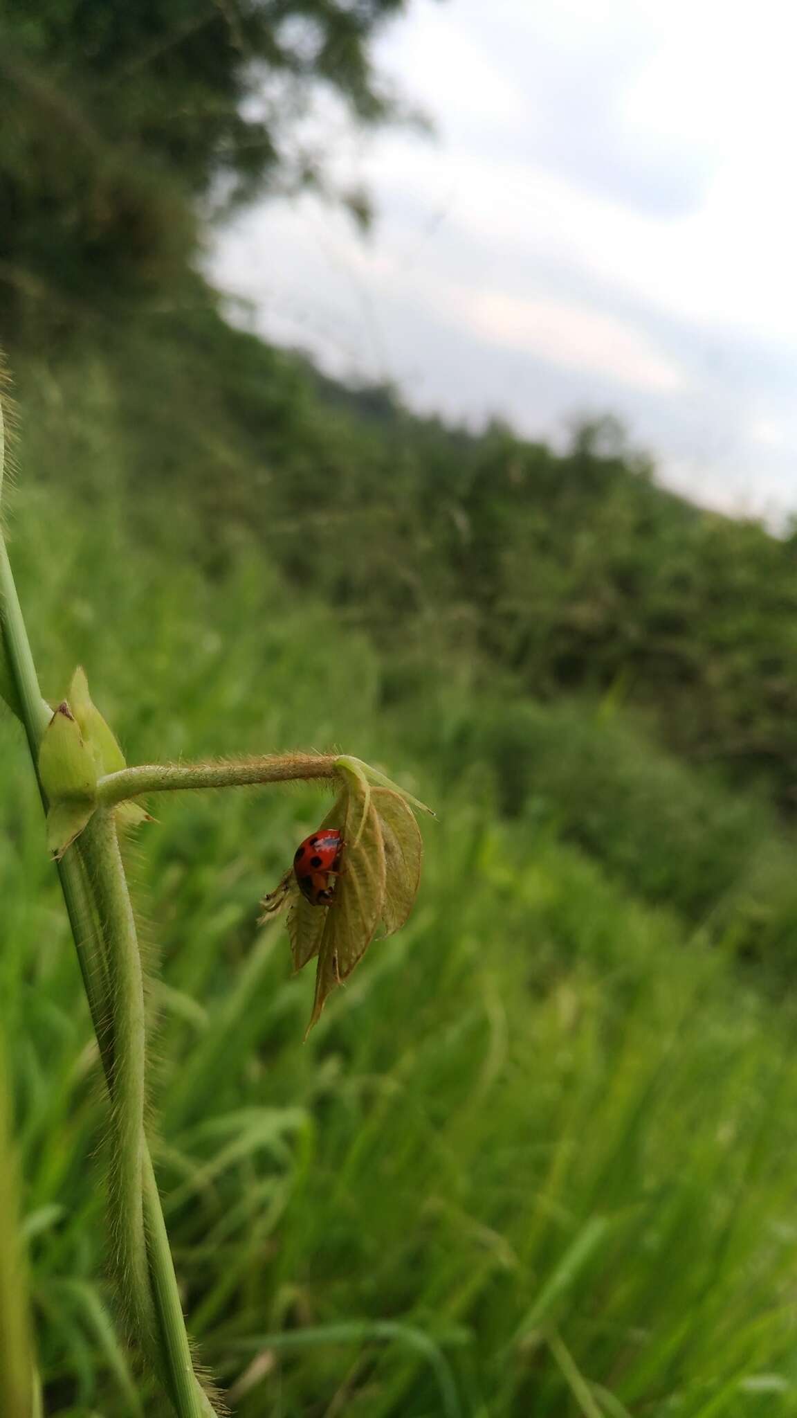 Image of Ladybird beetle