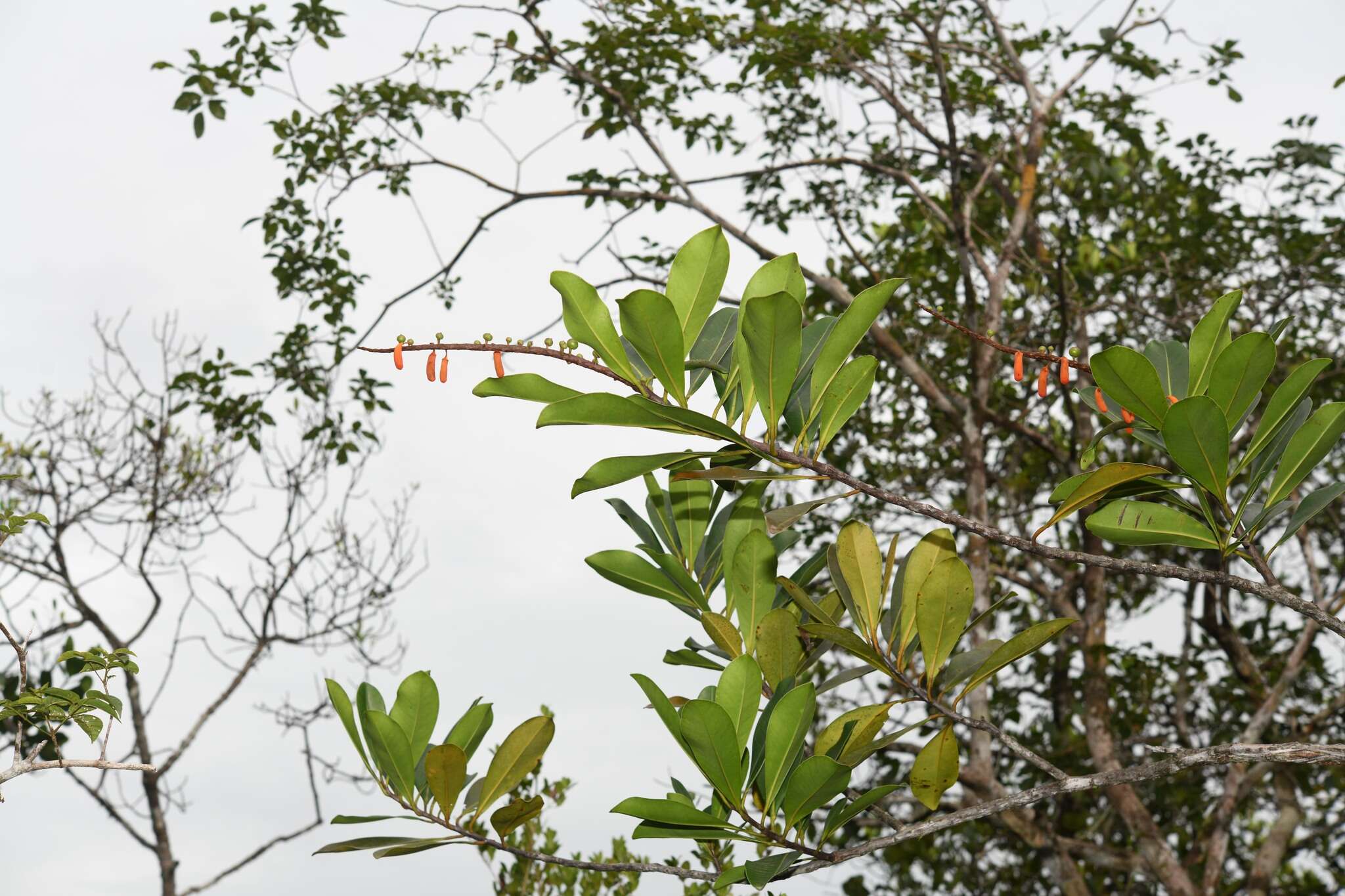 Image of Norantea guianensis subsp. guianensis