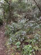 Image de Plectranthus saccatus Benth.