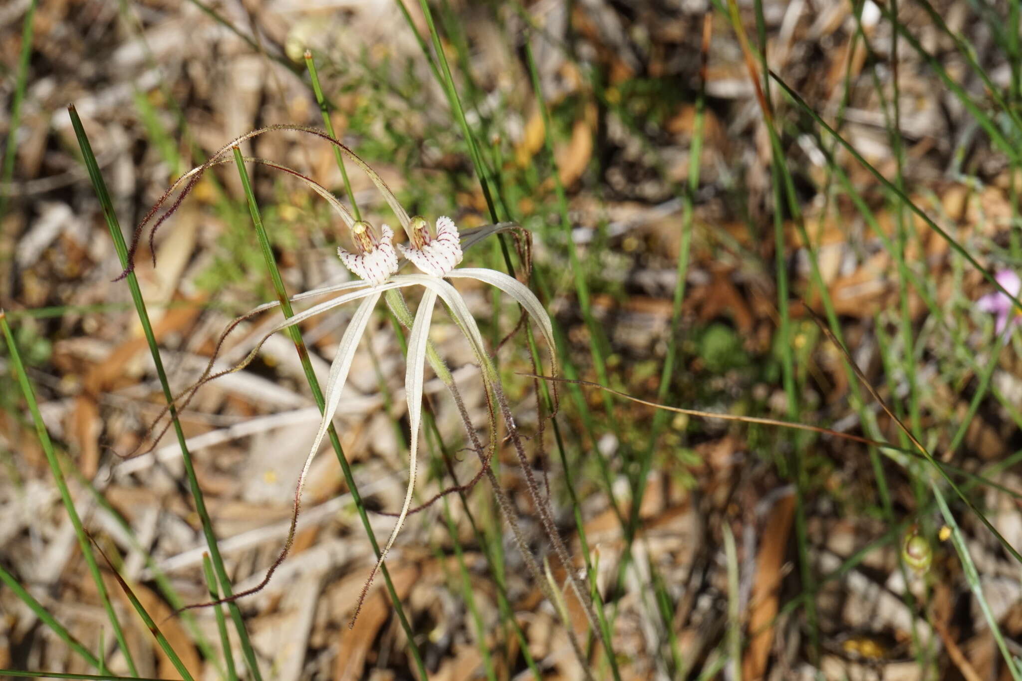 Image of Caladenia nobilis Hopper & A. P. Br.