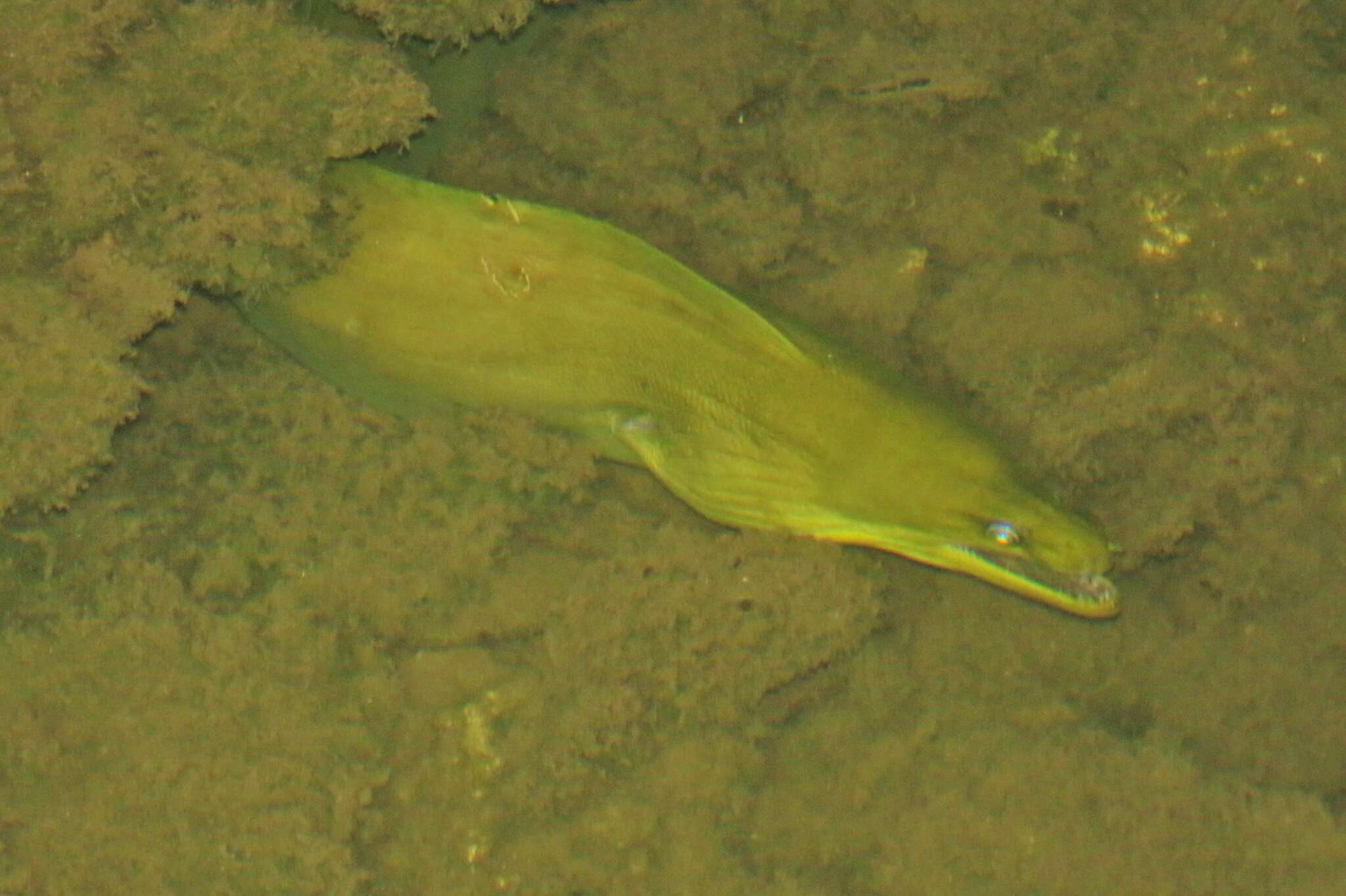 Image of Black Moray