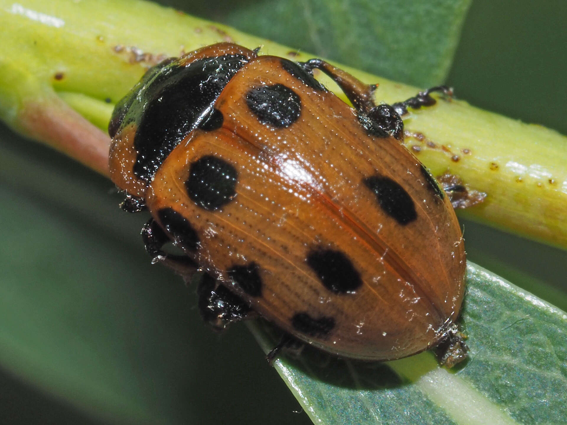 Image of Gonioctena linnaeana (Schrank 1781)