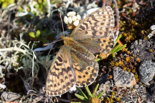 Image of Argynnini