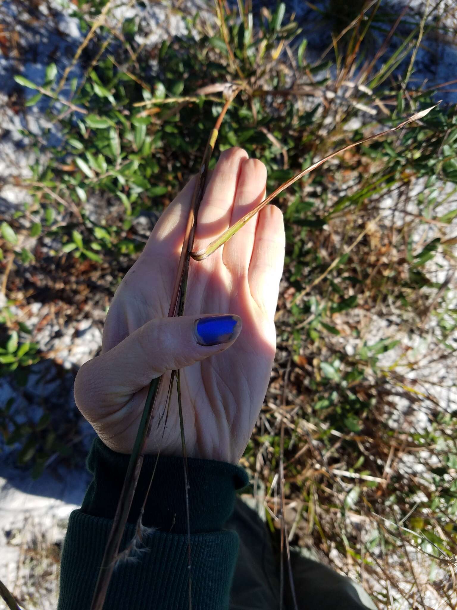 Imagem de Schizachyrium stoloniferum Nash