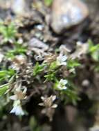 Image of elegant stitchwort