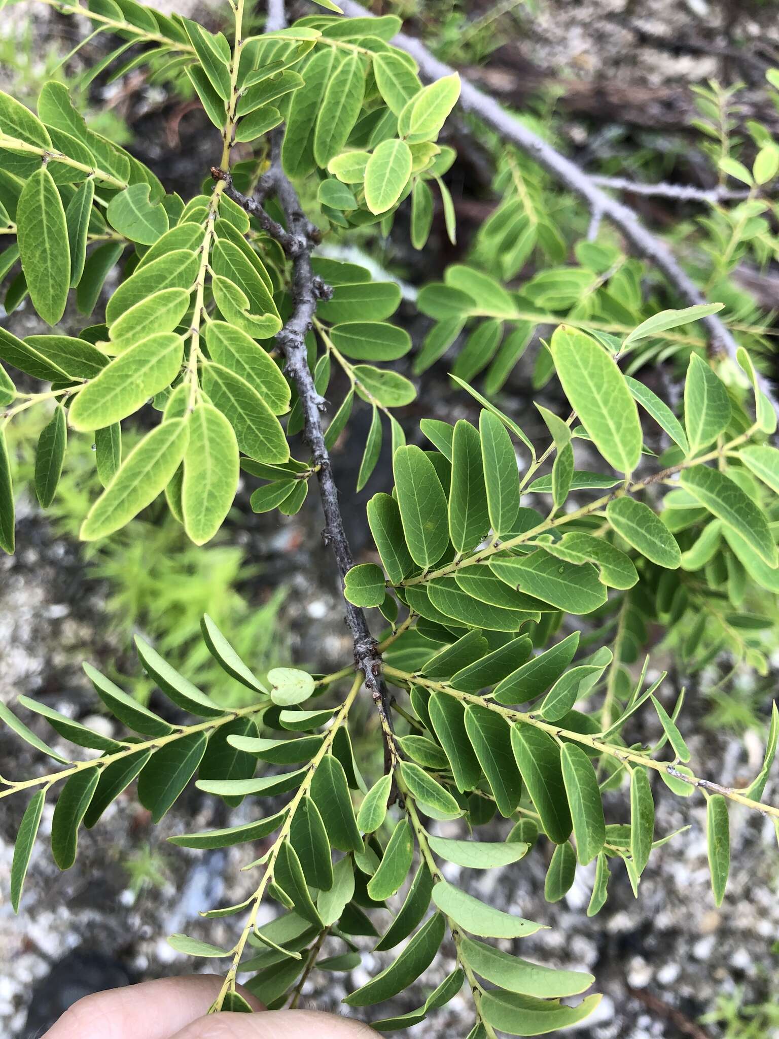 Image de Phyllanthus novae-hollandiae Müll. Arg.