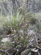 Image of island boronia