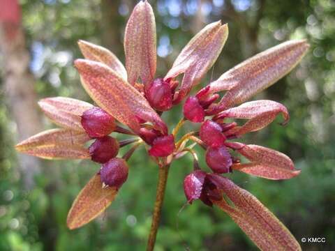 Image de Bulbophyllum longiflorum Thouars