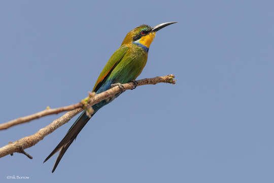 Merops hirundineus chrysolaimus Jardine & Selby 1830 resmi