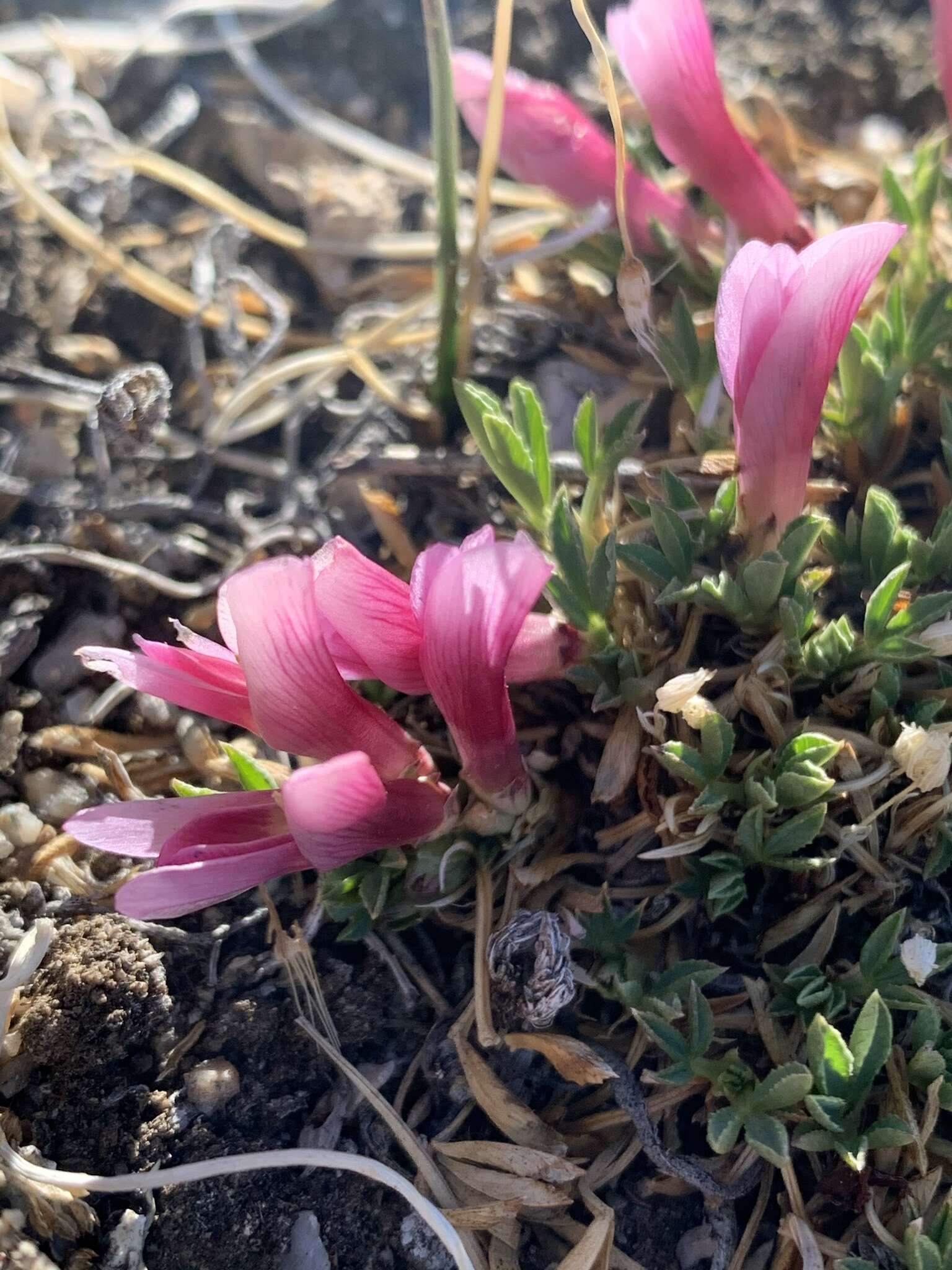 Image of dwarf clover