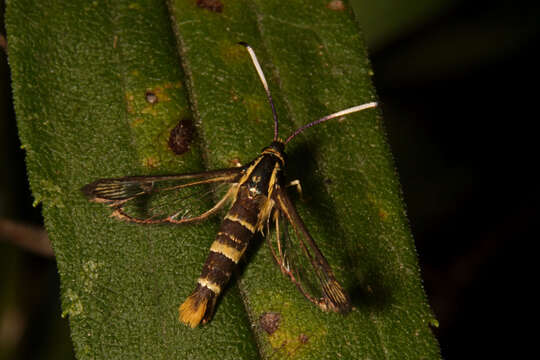 Image de Carmenta bassiformis Walker 1856