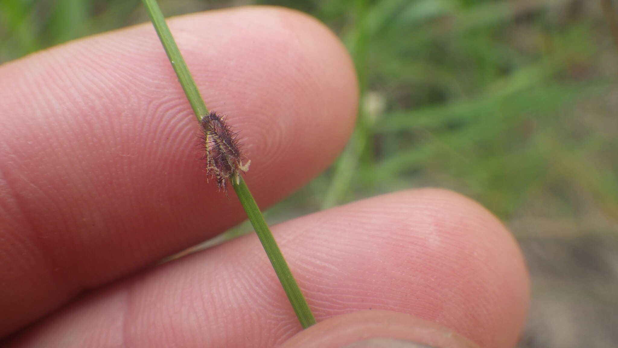 Image of River-Swamp Nut-Rush