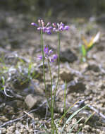 Image of Allium thunbergii G. Don