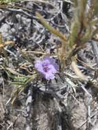 Image of Ruelliopsis