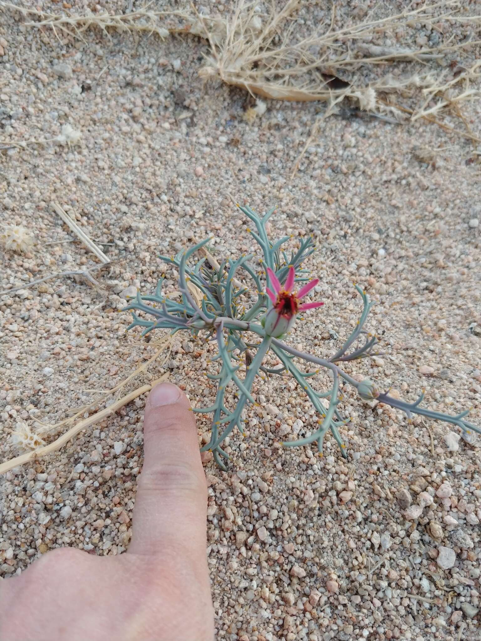 Image of Mojave hole-in-the-sand plant