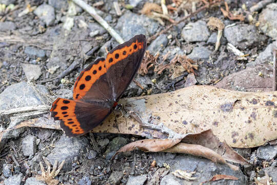 Image de Oxeoschistus simplex Butler 1868