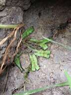 Image of Marchantia foliacea Mitt.