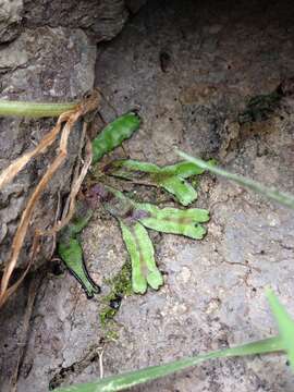 Marchantia foliacea Mitt. resmi