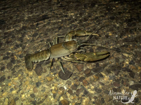 Image of Cambarus tenebrosus Hay 1902