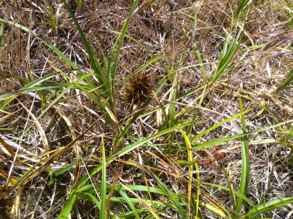 Image of largehead sedge