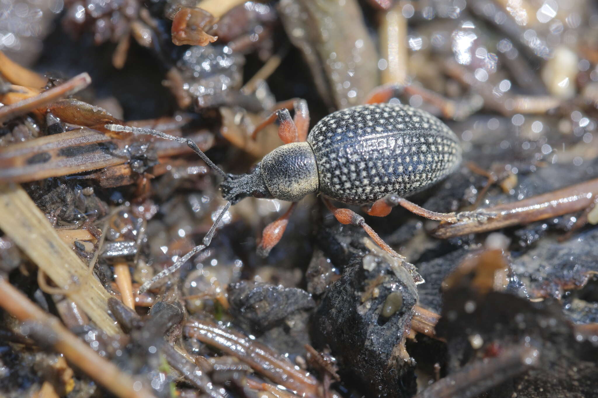 Imagem de Otiorhynchus (Otiorhynchus) coecus Germar 1824