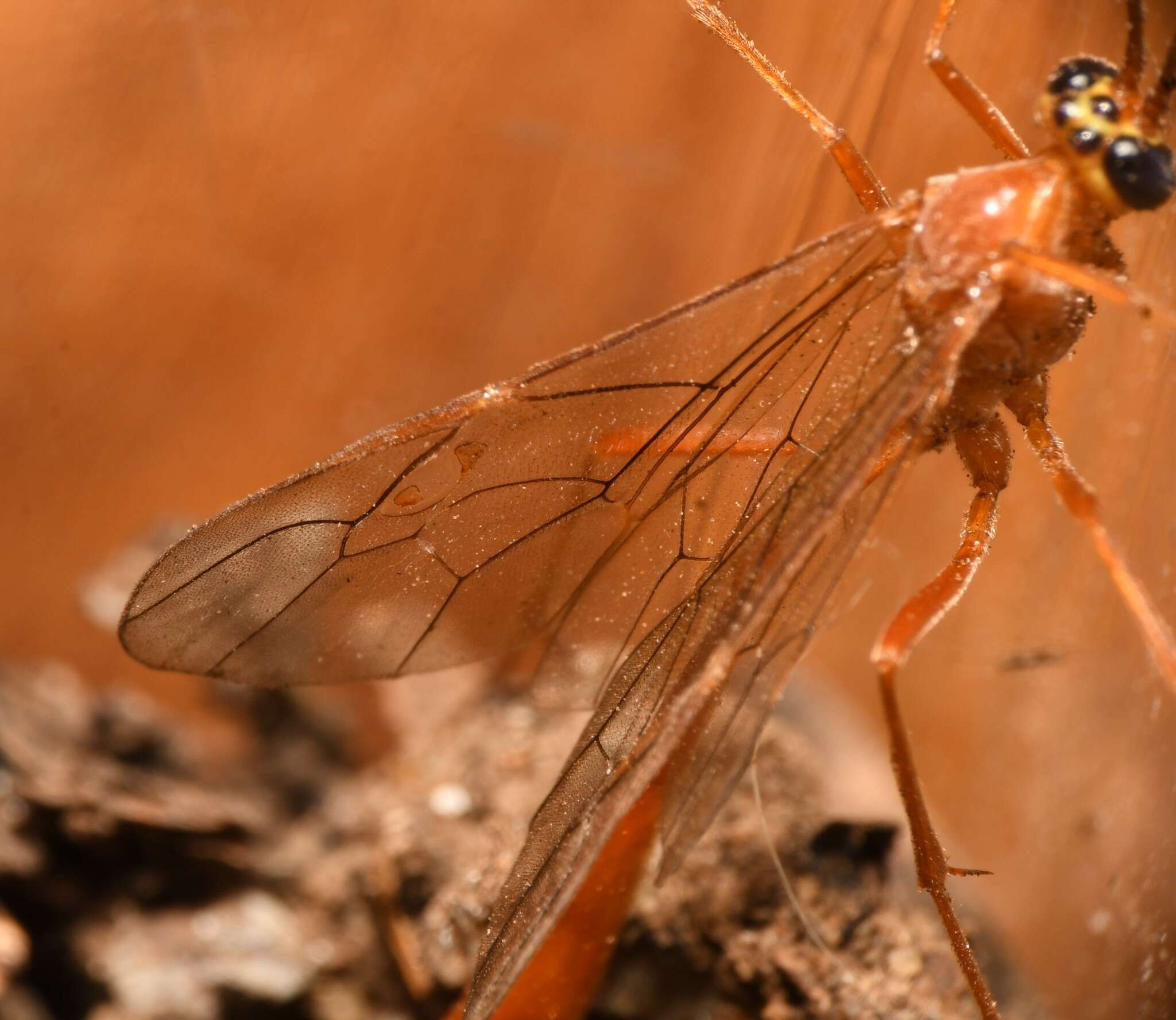 صورة Enicospilus flavostigma Hooker 1912