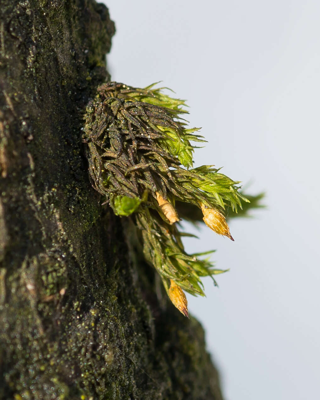 Image of <i>Lewinskya speciosa</i>