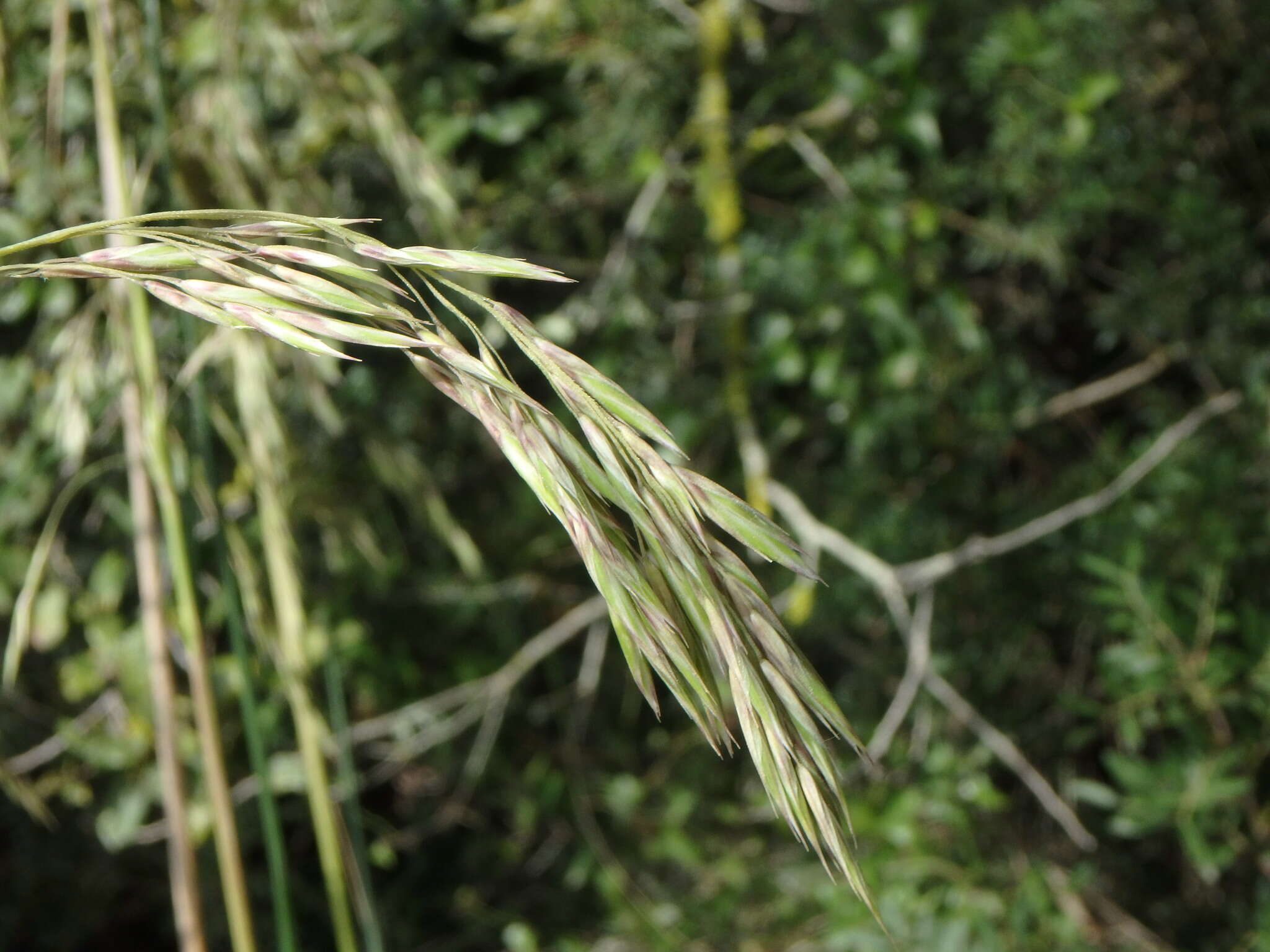 Image of Mauritanian grass