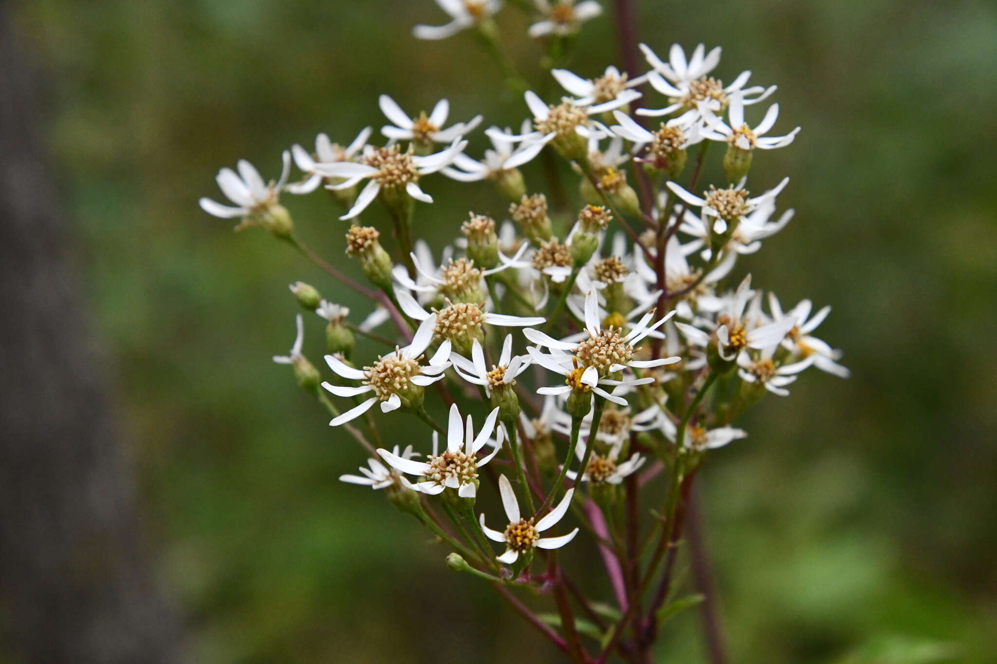 Image of Edible aster