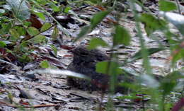 Image of Savanna Nightjar